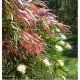 Willow-leaf Bottlebrush - Callistemon salignus